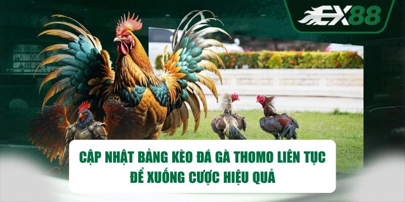 Cập nhật bảng kèo đá gà Thomo liên tục để xuống cược hiệu quả