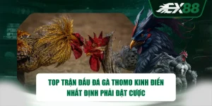 Top Trận Đấu Đá Gà Thomo Kinh Điển Nhất Định Phải Đặt Cược